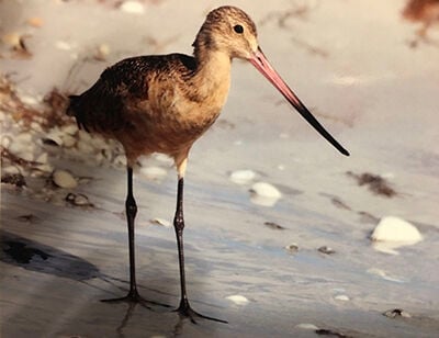 3- A Bar-tailed Godwit
